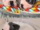 chiot bouledogue fran&ccedil;ais &agrave; donner 
