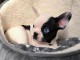chiot bouledogue fran&ccedil;ais &agrave; donner m&acirc;le 