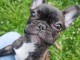 chiot bulldog fran&ccedil;ais m&acirc;le &agrave; adopter 