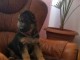 chiot berger allemand lof &agrave; adopter 