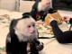 b&eacute;b&eacute; singe capucin disponible imm&eacute;diatement 