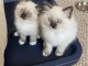 chaton ragdoll femelle a donner 