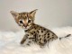 b&eacute;b&eacute; chaton Bengal pour adoption 