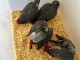 adoption perroquet gris Gabon disponible 