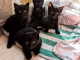chaton noir &agrave; donner disponible 