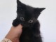 chaton noir &agrave; donner 