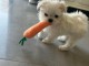 chiot bichon maltais &agrave; vendre 