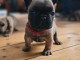 chiot type bulldog fran&ccedil;ais &agrave; vendre 