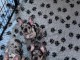 chiot bouledogue fran&ccedil;ais m&acirc;le et femelle disponible 