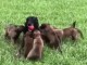 Adorables chiots berger malinois 