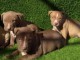 Chiots d&rsquo;apparence Pitt bull 