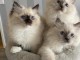 Magnifique chaton ragdoll 