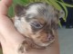 Adorable chiot chihuahua disponible 