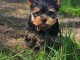chiot Yorkshire a donner femelle 