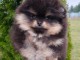 magnifique chiot spitz nain Pom&eacute;ranie 