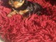 chiot Yorkshire a donner femelle 
