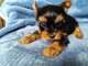 chiot Yorkshire femelle disponible 