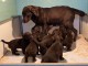 Adoption chiot labrador disponible 
