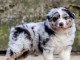 b&eacute;b&eacute; chiot berger australien lof m&acirc;le a donner 