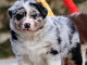 chiot berger australien disponible 