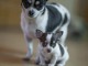 B&eacute;b&eacute; chiot chihuahua femelle a donner 