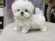 chiot bichon maltais femelle a donner 
