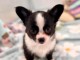 chiot chihuahua femelle a donner 