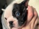 chiot bouledogue fran&ccedil;ais a donner 