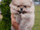 chiot spitz nain disponible a donner 