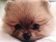 chiot spitz nain femelle a donner 