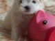 chiot bichon maltais m&acirc;le a donner 