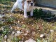 chiot bouledogue fran&ccedil;ais a donner 