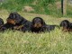 Chiots Setter Gordon a donner contre bon soin 