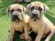 chiot cane corso a donner 