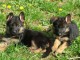 chiot berger allemand a donner 