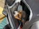 chiot beagle disponible pour adoption 