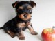 chiot Yorkshire &agrave; adopter 