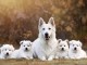 Adorables chiots berger blanc suisse 