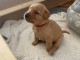 adorable chiot labrador a donner contre bon soins 