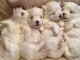 chiot bichon maltais adoption 