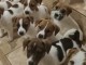 Chiots d&rsquo;apparence jacks Russell 