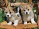 Chiots Welsh Corgi Pembroke a donner femelle et m&acirc;le 