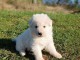 Adoption chiot berger blanc suisse lof 