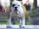 chiot bulldog fran&ccedil;ais m&acirc;le a donner urgent 