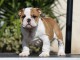 B&eacute;b&eacute; chiot bulldog anglais disponible 