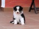 chiot berger australien m&acirc;le a donner 