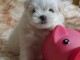 &Agrave; adopter chiot bichon maltais 