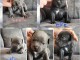 Adorable chiot staffie disponible 