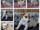 chiot jack Russel a donner 