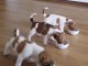 Superbe chiots jacks Russell 